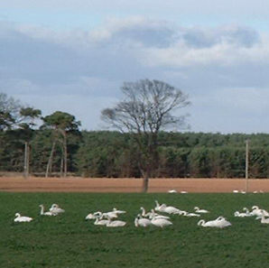Hedderwick, January - a few of the hundreds of  swans (some mute, many whooper) which gather on the flat fields inland from Belhaven Bay for a few days, before continuing their migration