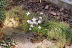 flower in the scree - click to see another corner